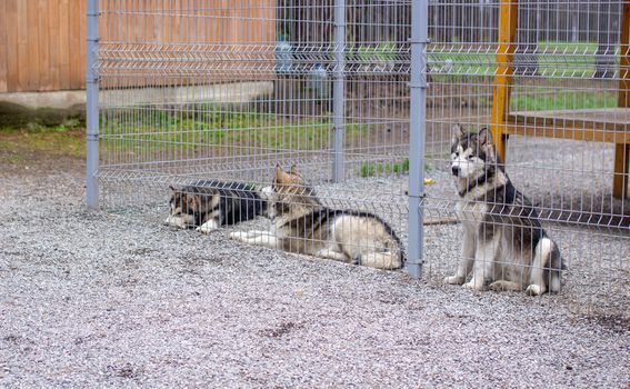 A beautiful and kind Alaskan Malamute shepherd sits in an enclosure behind bars and looks with intelligent eyes. Indoor aviary.