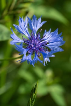 Cornflower (Cyanus segetum), flowers of summertime