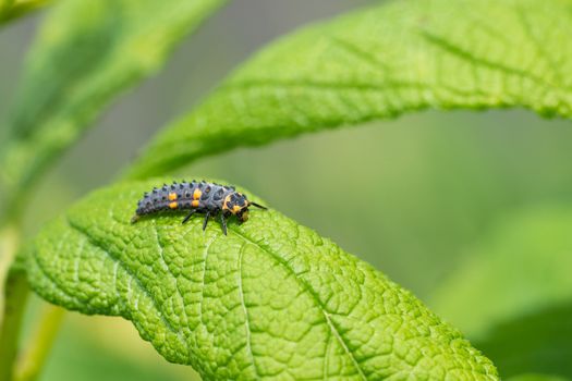 Close up image of caterpillar of ladybug (Coccinellidea) on a leaf