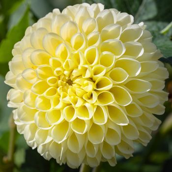 Close up image of Dahlia (Dahlia), flowers of summer