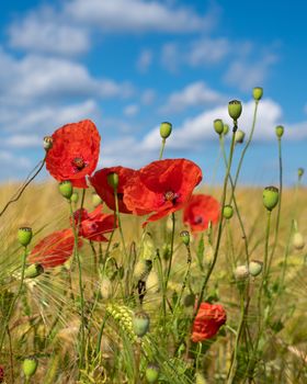 Corn field with poppies on a sunny day