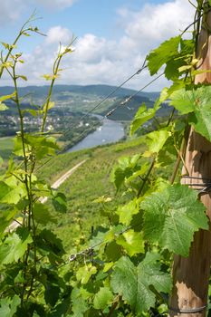 Panoramic landscape with view to the Moselle village Lieser close to Bernkastel, Germany