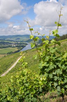 Panoramic landscape with view to the Moselle village Lieser close to Bernkastel, Germany