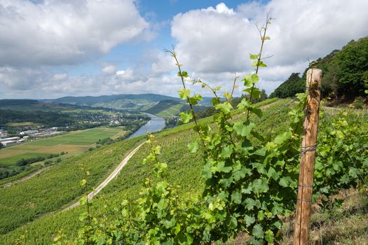 Panoramic landscape with view to the Moselle village Lieser close to Bernkastel, Germany