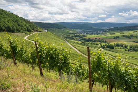 Panoramic landscape with view to the Moselle village Lieser close to Bernkastel, Germany