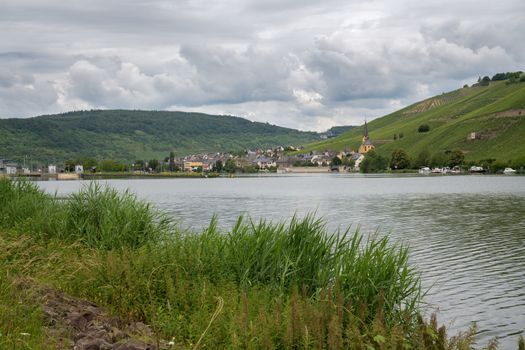 Panoramic view over the Moselle river to the village Zeltingen close to Bernkastel with the vineyards in the backgroud, Germany