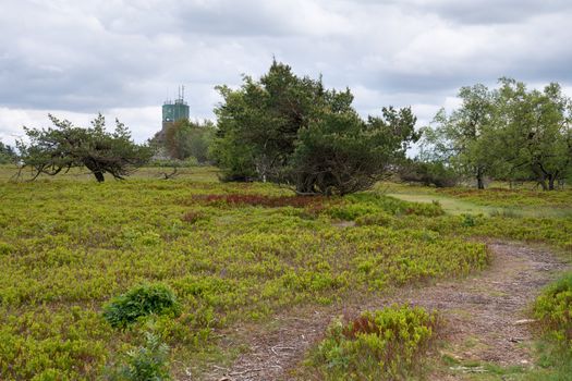 Panoramic image of the heath landscape on the peak of the Kahler Asten, most famous mountain of Sauerland region, Germany