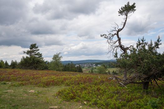 Panoramic image of the heath landscape on the peak of the Kahler Asten, most famous mountain of Sauerland region, Germany