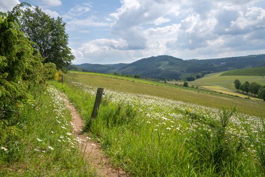 Panoramic image of the Sauerland region close to Winterberg with a small hiking trail through a wild flower meadow, Germany