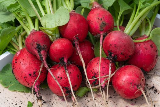 Harvest time, close up image of redish just after harvesting with roots and leafes