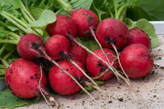 Harvest time, close up image of redish just after harvesting with roots and leafes