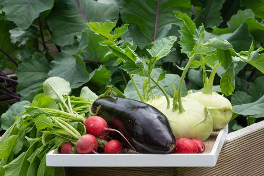Harvest time, close up image of vegetables