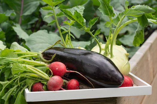 Harvest time, close up image of vegetables