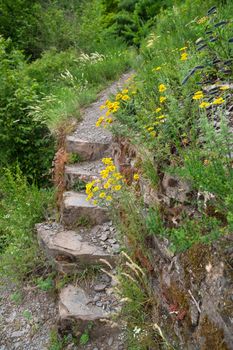 Hiking trail with wild flowers, Moselle, Germany