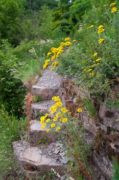 Hiking trail with wild flowers, Moselle, Germany