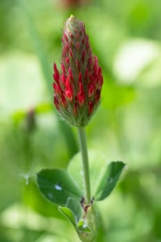 Close up image of crimson clover (Trifolium incarnatum), flowers of meadows