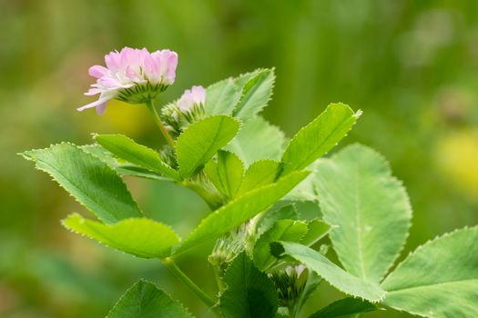Close up image of Persian clover (Trifolium resupinatum), flowers of meadows