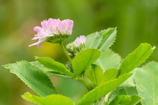 Close up image of Persian clover (Trifolium resupinatum), flowers of meadows