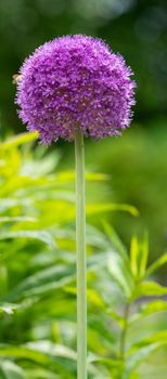 Giant onion (Allium giganteum), close up image of the flower head