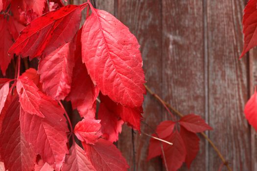 Nice background with red autumn leaves on wooden fence