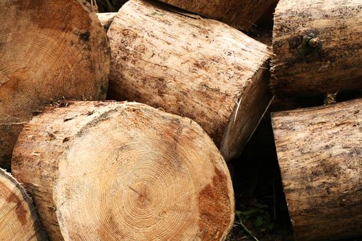 Wooden background. Lot of freshly sawn logs closeup