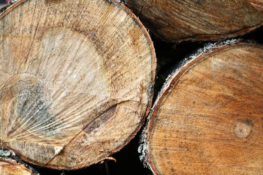 Wooden background. Cross-section of a tree extreme closeup