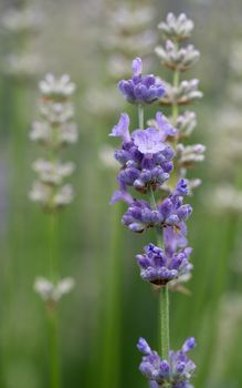 Lavender (Lavandula angustifolia), close up of the flower head