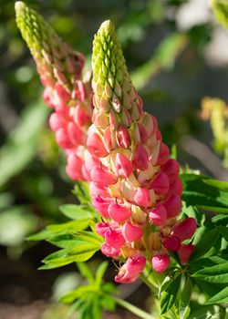 Garden Lupin (Lupinus polyphyllus), close up of the flower head