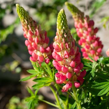 Garden Lupin (Lupinus polyphyllus), close up of the flower head