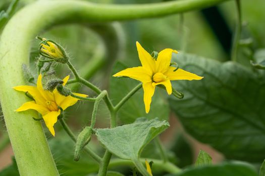 Blossom of tomato plant (Solanum lycopersicum)