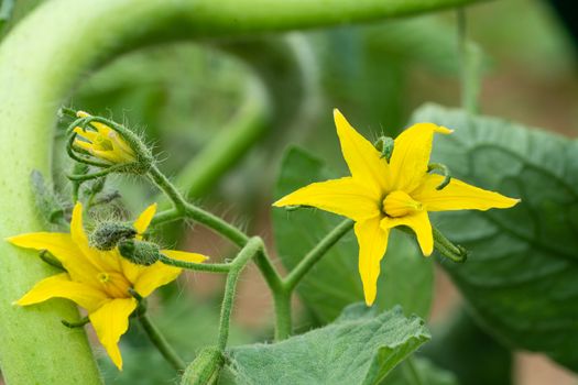 Blossom of tomato plant (Solanum lycopersicum)