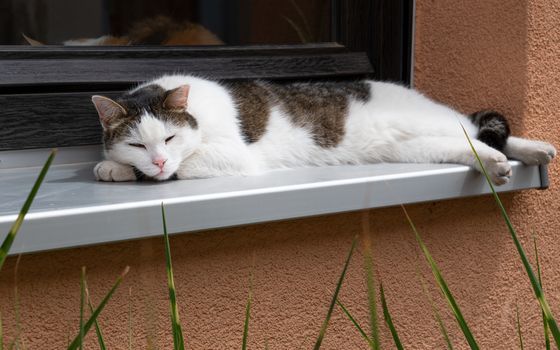 Cat sleeping on a window sill
