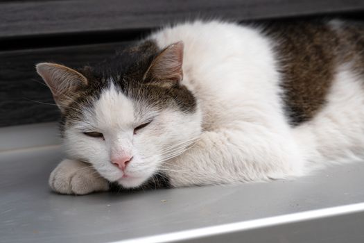 Cat sleeping on a window sill