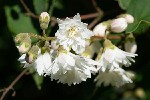 Close up image of English dogwood (Philadelphus coronarius)