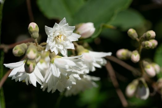 Close up image of English dogwood (Philadelphus coronarius)