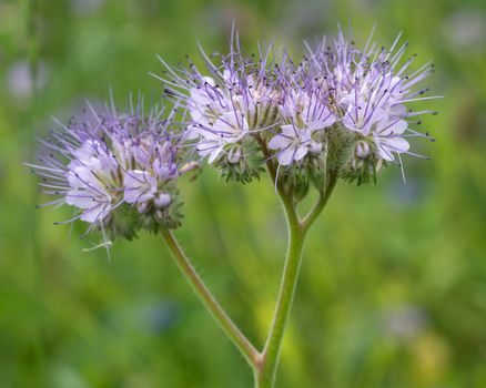 Close up image of lacy phacelia (Phacelia tanacetifolia) on a meadow