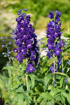 Candle larkspur (Delphinium elatum), close up of the flower head