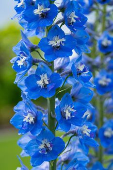 Candle larkspur (Delphinium elatum), close up of the flower head