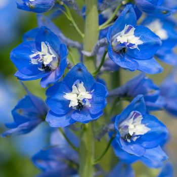 Candle larkspur (Delphinium elatum), close up of the flower head