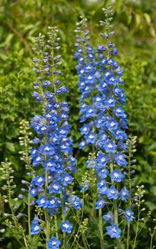 Candle larkspur (Delphinium elatum), close up of the flower head