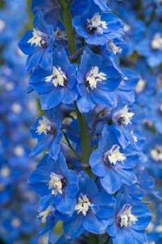 Candle larkspur (Delphinium elatum), close up of the flower head