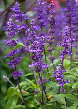 Close up image of Blue Sage (Salvia farinacea), flowers of summer