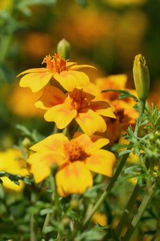 Close up image of golden marigold (Tagetes tenuifolia)