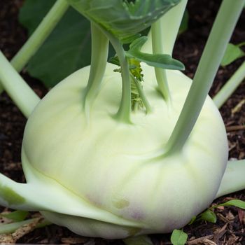 Harvest time, close up image of turnip cabbage ready to harvest