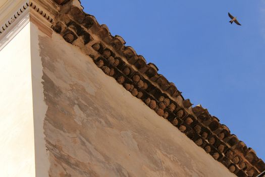 Swallow and nests on the facade of an old house in a village of Murcia, Spain.