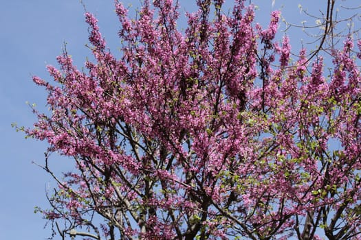 Colorful and relaxing garden with cherry blossom tree in Riopar, Albacete, Spain