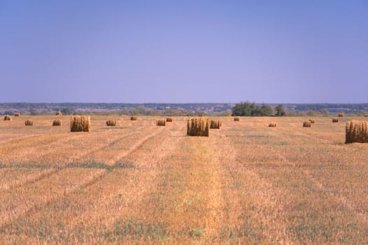 Haystacks on the field. Summer rural landscape. Landscape of the edge of a field with wheat or barley ears after harvesting with a blue sky. Agricultural landscape. Harvest, harvesting of grain crops