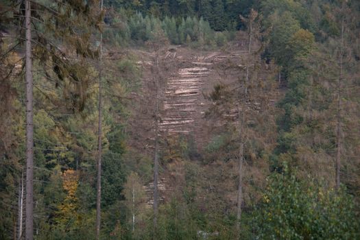 Logging work in the autumn coniferous forest