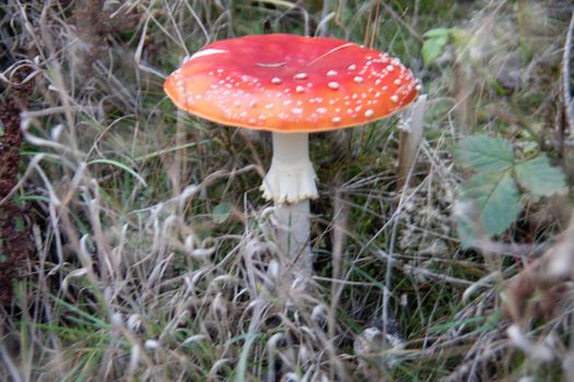 Beautiful group of toadstools in the autumn coniferous forest