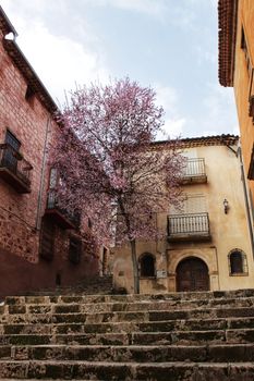 Beautiful pink cherry tree in bloom in a town square in Alcaraz in spring. Old and antique facades and stone stairs in foreground